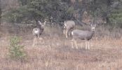 PICTURES/Geronimo Loop - Southern Half/t_Deer2.JPG